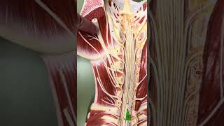 Spinal cord and nerve plexuses for Biology 2401 [upl. by Letty]