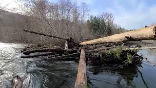 Cowichan River Steelhead Fishing log crossing again lol Brown Trout Fishing [upl. by Anivlek223]