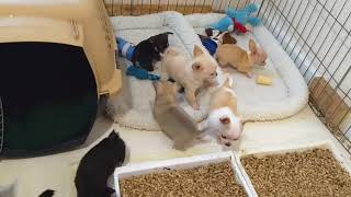 A bunch of Chihuahua puppies playing [upl. by Erodroeht407]