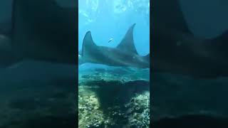 Stingray or Batoids Fish shortvideo short [upl. by Aitak]