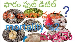 poultry faram days 27 daily work meaning కోడిపిల్లు రోజులు 27 వ ఫారం ఫుల్ డిటిల్ కల బందా వడక [upl. by Noiramaj]