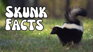 Skunk Facts You Didnt Know The Truth About Skunks [upl. by Nyad]