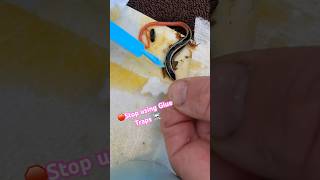 Getting a beautiful Gilbert’s Skink off a Glue Trap time lapse 🦎😡🦎 [upl. by Bowerman]