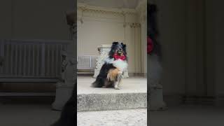 Sheltie Showoff 🐶 dog tricks with Lilly for ButternutBox as dogsdeservefame sheltie dogtricks [upl. by Ecirrehs752]