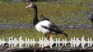 Magpie Goose Call and giant flock  Australian Bird Sounds amp Songs [upl. by Attej]