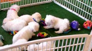 DCDogFinders Bichon puppys for sale cute wwwDCDogfinderscom puppy play room [upl. by Stacey]