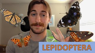 Lepidoptera The Butterflies and Moths  Order Spotlight [upl. by Ahsercul108]