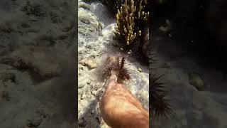 Killing the CrownOfThorns starfish to protect the reef and feeding it to the fish indonesia [upl. by Vilberg24]