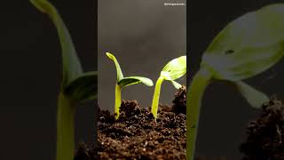 TimeLapse Plant Grows from Seed  World Soil Day [upl. by Sueaddaht]