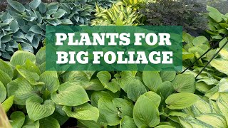 Stunning Foliage to Elevate Your Garden The Top Plant Picks Revealed [upl. by Akinnej]