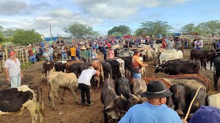 feira de gado CachoeirinhaPe 25424 [upl. by Elleinod]