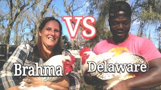 Brahma VS Delaware [upl. by Andriette828]