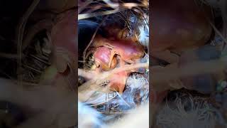 Red Throated Parrot finch chicks in nest bird finches aviary nature bird [upl. by Assirral]