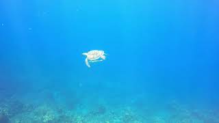 Turtle with Remoras or Live sharksuckers surfacing [upl. by Tabbie]