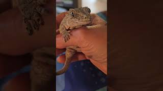 Our gargoyle gecko 🥰 gargoyles gecko reptiles [upl. by Oza]