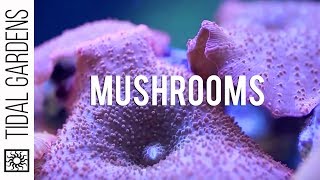 Mushroom Corals [upl. by Nodnrb]