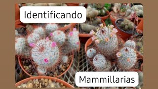 Mammillaria perezdelarosae feat Mammillaria bombycina [upl. by Jc]