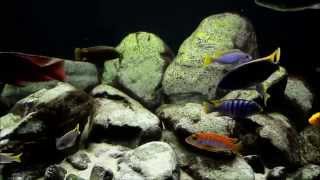 Malawi Biotope Tank 700 liters after The End of the World [upl. by Ynaffi]