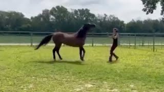 Aggressive Horse Goes After Owner [upl. by Darill806]