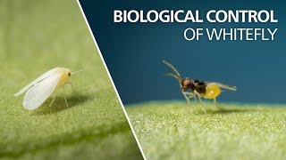 Biological control of whitefly  Encarsia Formosa [upl. by Gareri]