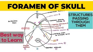 Foramen of Skull  Structures passing through them  Neuroanatomy [upl. by Anilocin]