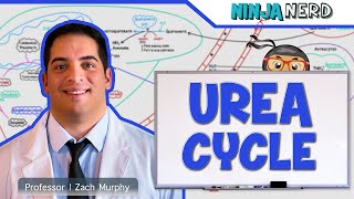 Metabolism  Urea Cycle [upl. by Niko]