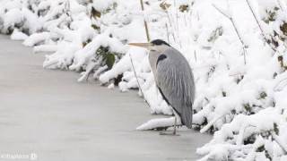 Weerbericht donderdagochtend Meer sneeuw [upl. by Salinas]