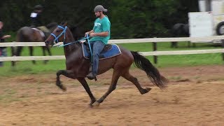 SOLD Speed Racking Standardbred Trotter FOR SALE  Jacob Parks Horsemanship [upl. by Yrroc]