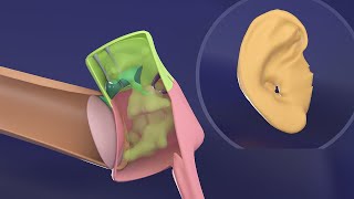 3D Middle Ear amp External Ear embryology  Impedance matching  Ossicles Embryology [upl. by Gally]