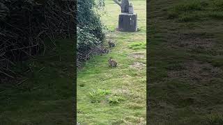 Rabbits in Tukwila [upl. by Jaclin79]