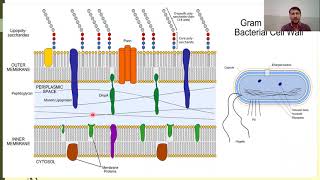 Bacterial Cell wall composition  Gram positive and Gram negative Bacteria  Peptidoglycan [upl. by Anaeda]