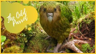 Kakapo  Owl Parrot Rare Kakapo Facts [upl. by Paulie]