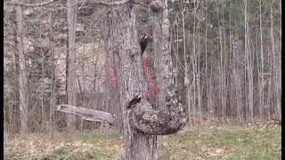 PILEATED WOODPECKER MATING  VIDEO BY ANDREA GREEN [upl. by Llerud]