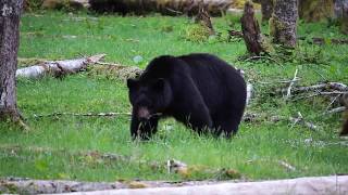 Olympic National Park Black Bears [upl. by Odilo150]