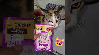 whiskas cat food  chicken gravy reaction😻 viral catfood shorts pets cat cats [upl. by Ofilia2]