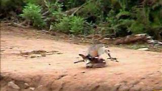 Egyptian Geese Mating at Petes Pond 11242006 [upl. by Abigael]