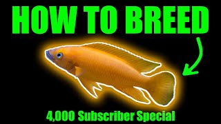 How to breed Neolamprologus leleupi  Indepth Species Profile [upl. by Boycie]