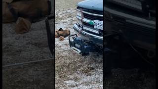 PowerFist Winch Getting an OBS Chevy Unstuck [upl. by Ika20]