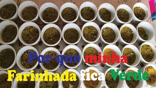 Preparando Farinhada  Spirulina [upl. by Benni561]