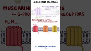 Clinical Cuts Cholinergic crisis [upl. by Nirehtak]