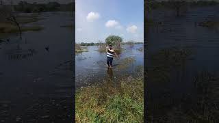 koramenu fishing viralvideo [upl. by Bentlee]