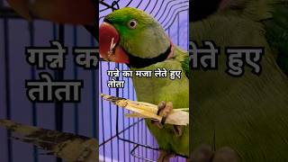 गन्ने का मजा लेते हुए तोता Ganne ka maja lete hue parrot birds mitthu petowner trendingvideo [upl. by Renfred884]