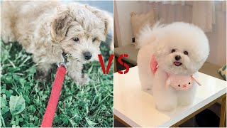 Maltipoo vs Bichon frise battle of cutness Animal story [upl. by Itnava677]