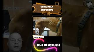 🔴Unas Simples Ronchas que Pueden Terminar en Algo Peligroso⏩ Urticaria Canina ✅ [upl. by Staten253]