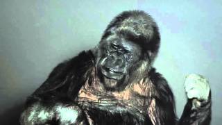 Koko the gorilla is the voice of Nature at COP21 [upl. by Riamo973]