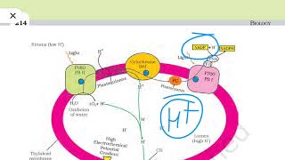 Chemiosmotic Hypothesis  NCERT  Class 11th  NEET  Biogrades [upl. by Erick346]