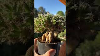 Suculenta Trichodiadema Densum [upl. by Llien]