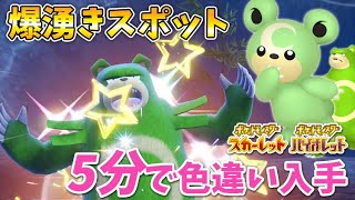 【ポケモンSV】今すぐ手に入る！色違いリングマ・ヒメグマを簡単に捕まえる厳選方法 [upl. by Erv]