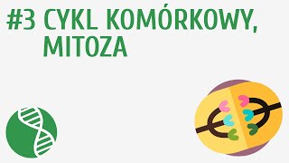 Cykl komórkowy mitoza 3  Genetyka [upl. by Wilbert986]