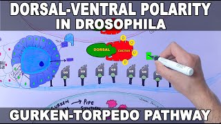 DORSAL VENTRAL AXIS FORMATION IN DROSOPHILAPART4 CSIR NET DEVELOPMENTAL BIOLOGY [upl. by Primalia]